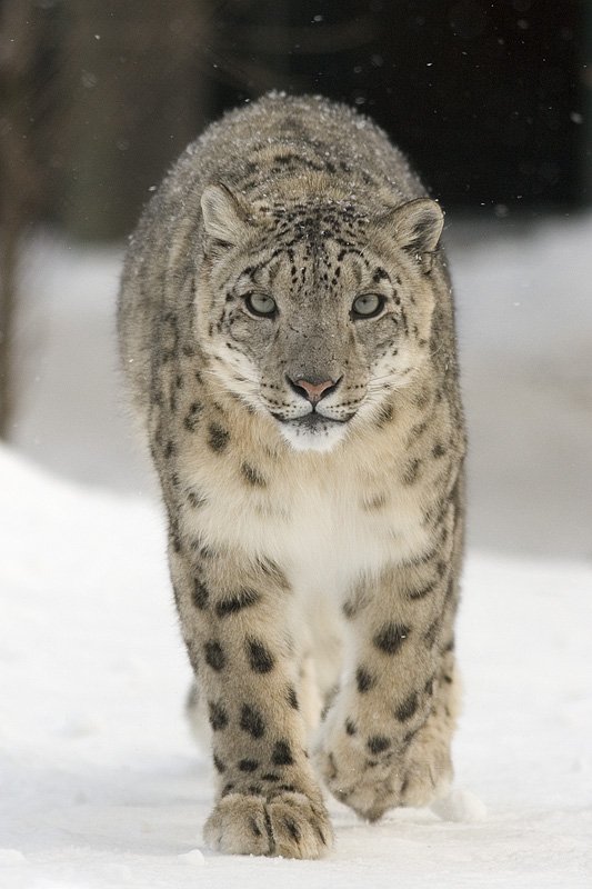 leopardo das neves