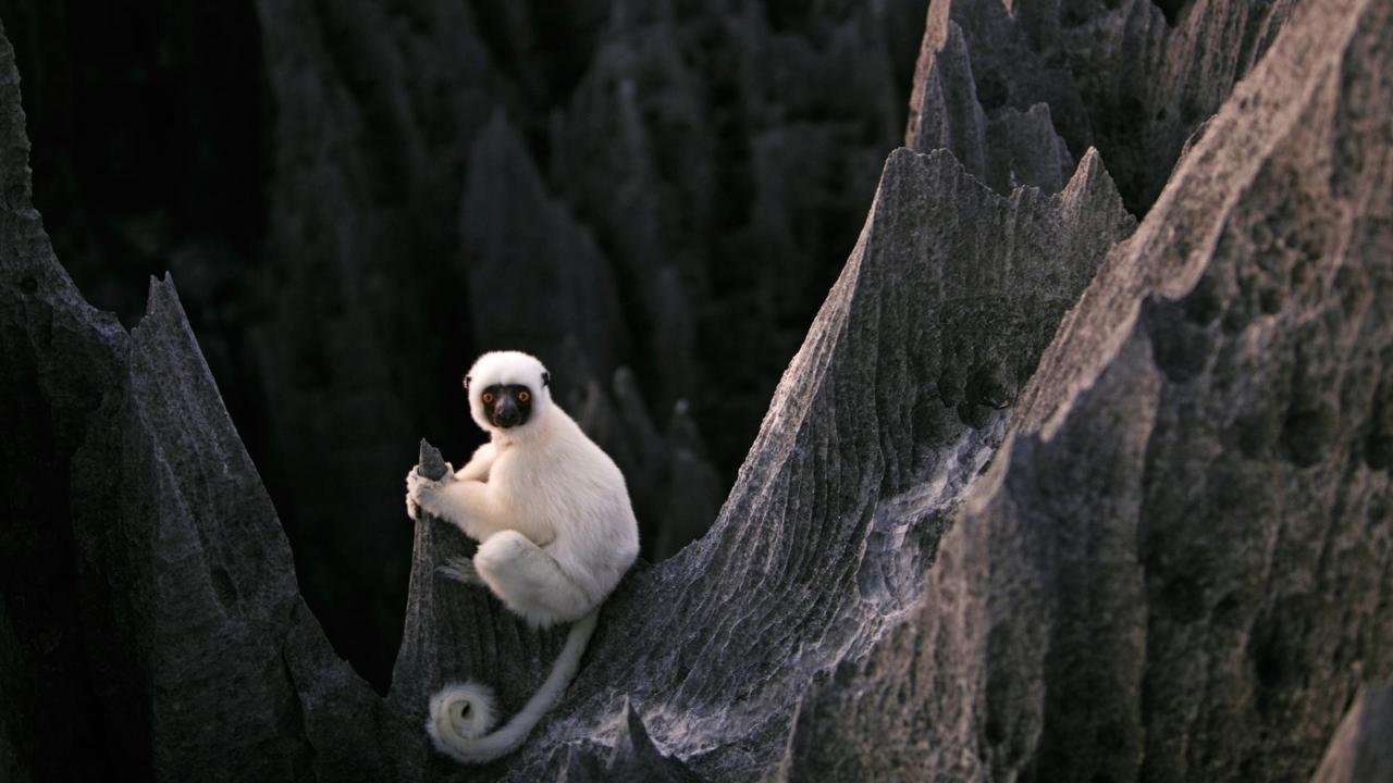 Animais de Madagascar