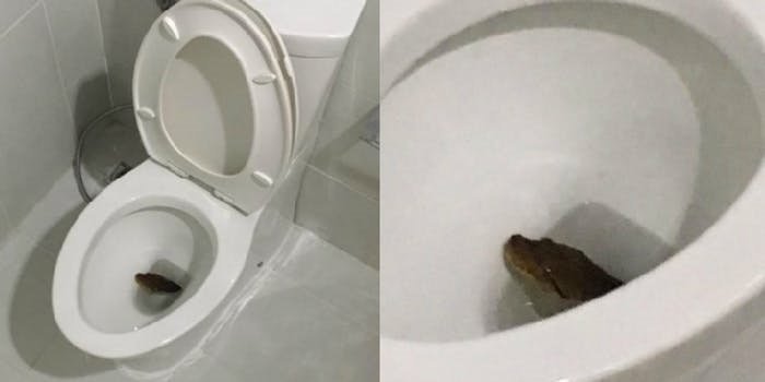 Cobra em vaso sanitário
