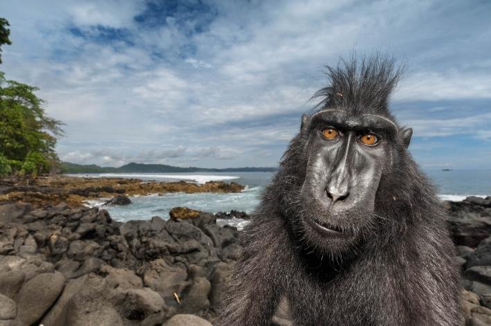 Macaco da selfie