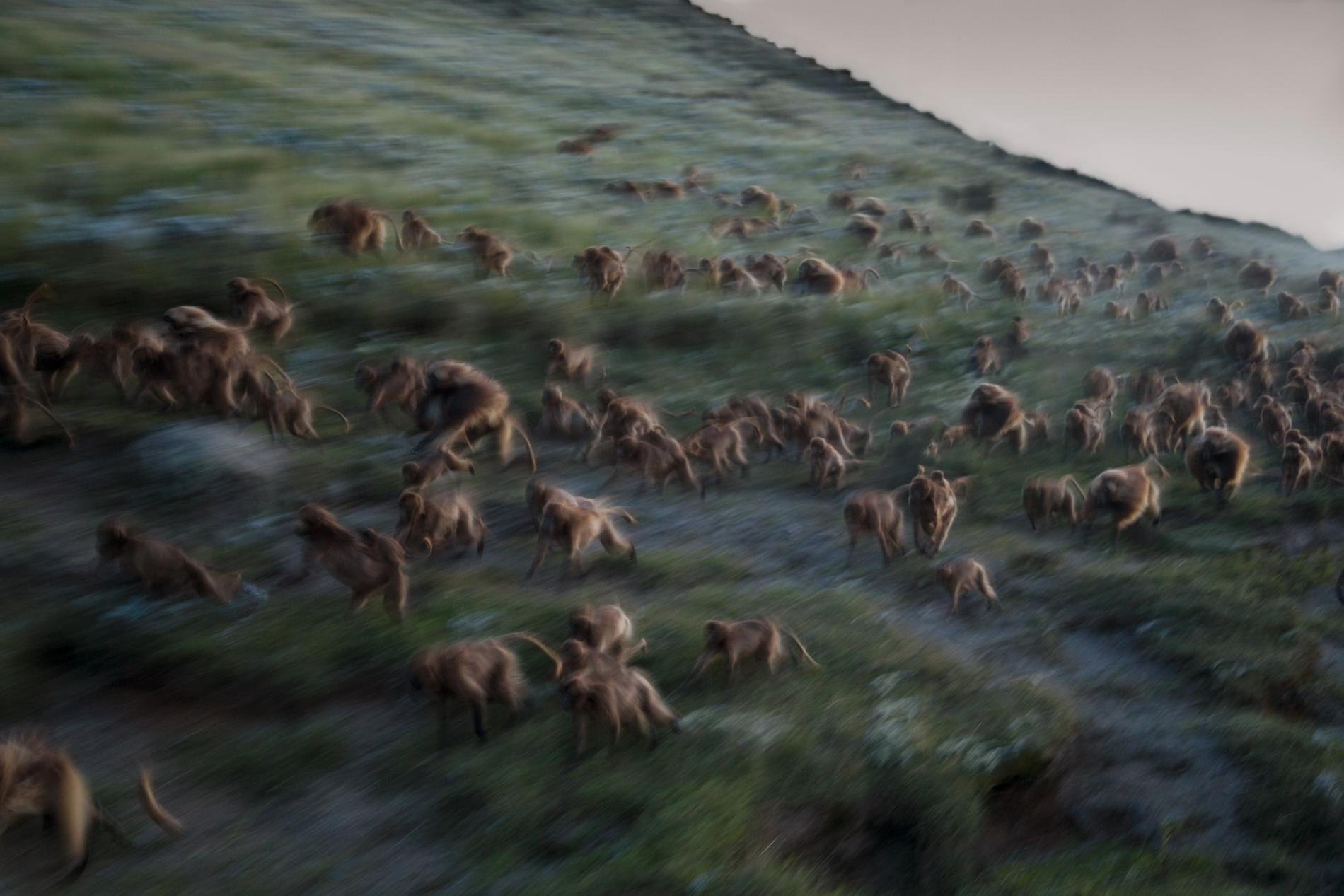 Macacos correndo na Etiópia