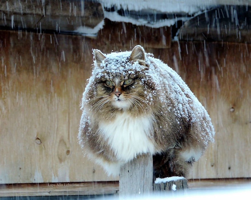 Esta fazenda de gatos siberianos vai mexer com seus sentimentos