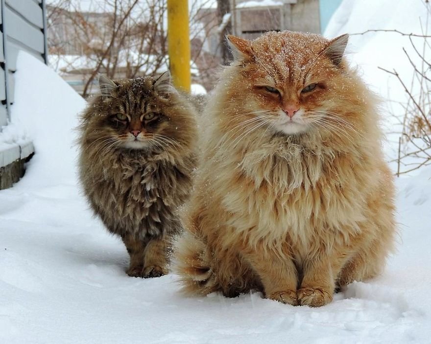 Esta fazenda de gatos siberianos vai mexer com seus sentimentos