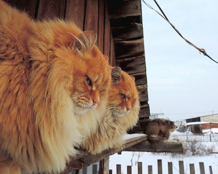 Esta fazenda de gatos siberianos vai mexer com seus sentimentos