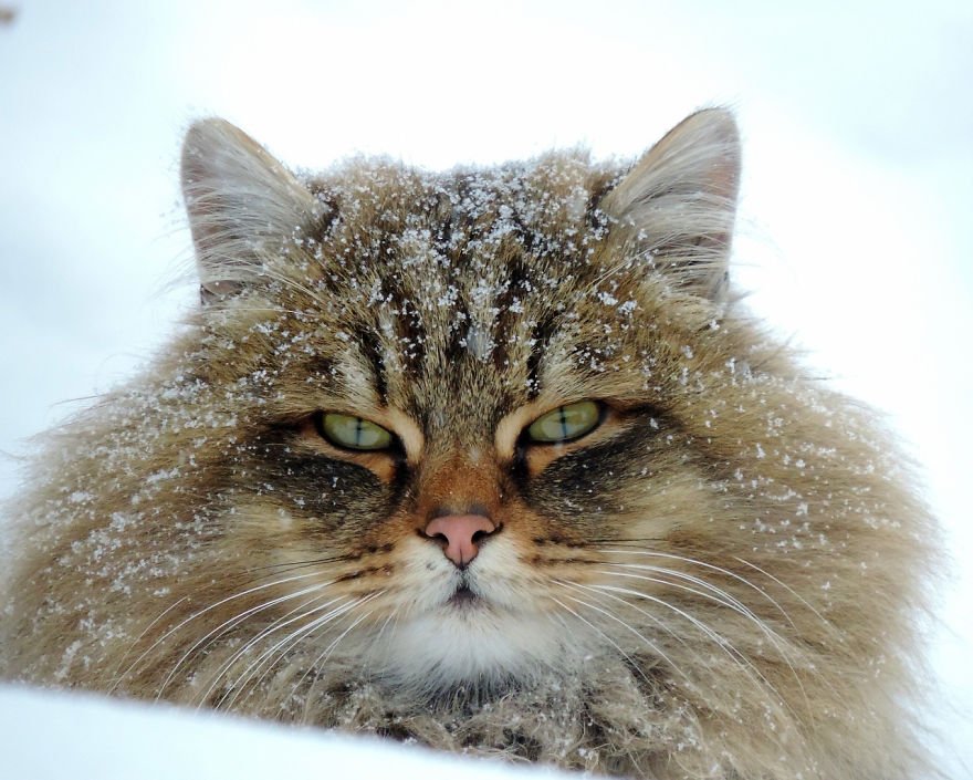 Esta fazenda de gatos siberianos vai mexer com seus sentimentos