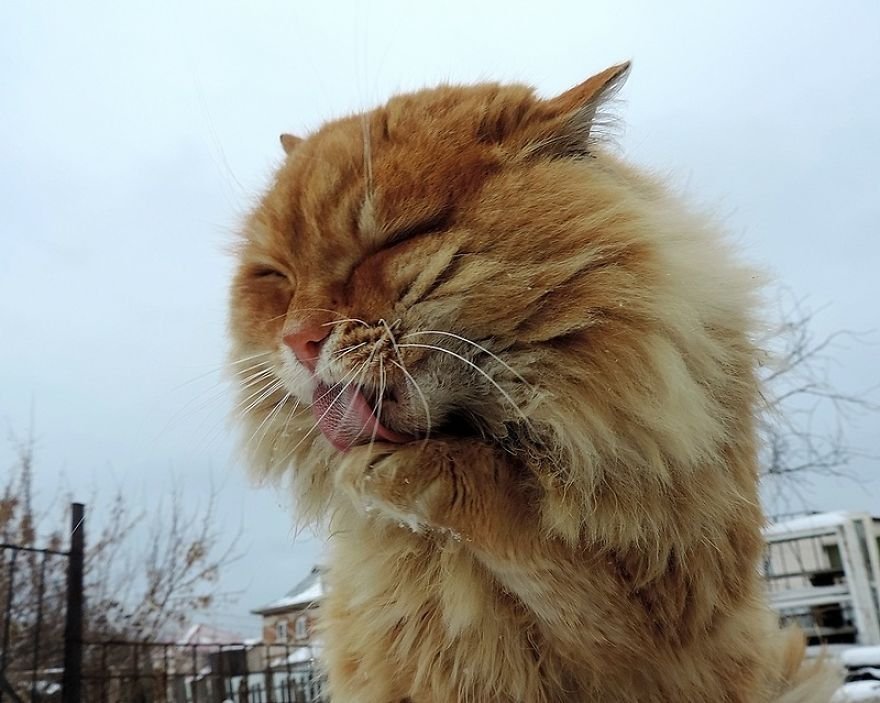 Esta fazenda de gatos siberianos vai mexer com seus sentimentos