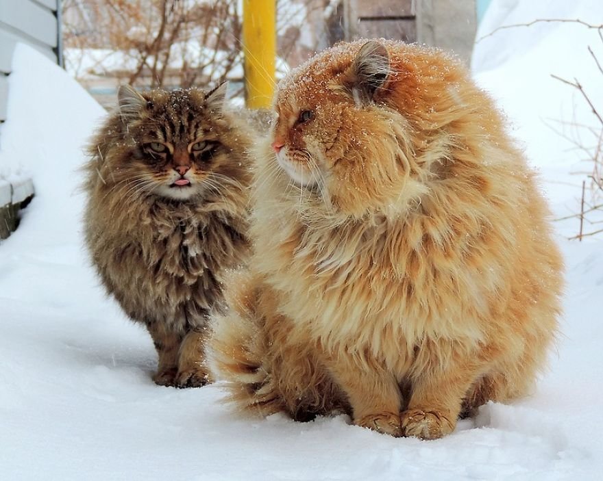 Esta fazenda de gatos siberianos vai mexer com seus sentimentos