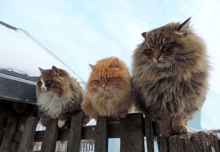 Esta fazenda de gatos siberianos vai mexer com seus sentimentos
