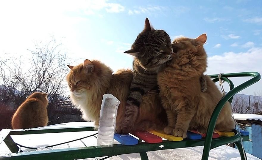 Esta fazenda de gatos siberianos vai mexer com seus sentimentos
