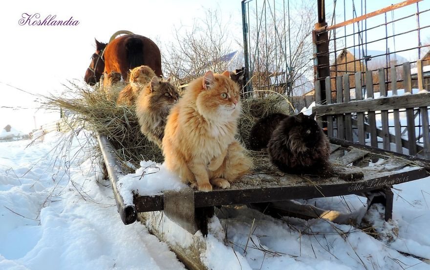 Esta fazenda de gatos siberianos vai mexer com seus sentimentos