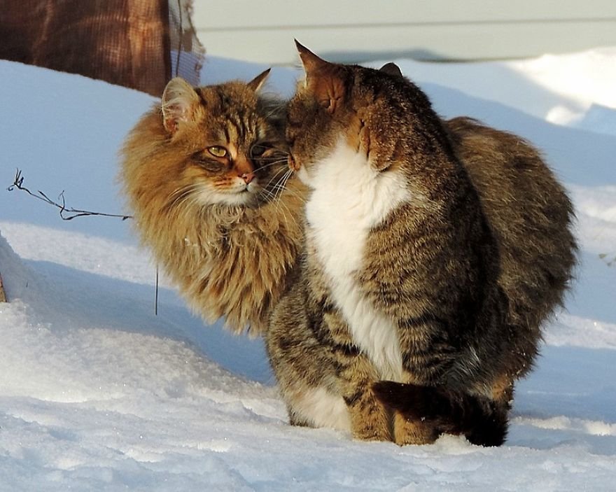 Esta fazenda de gatos siberianos vai mexer com seus sentimentos