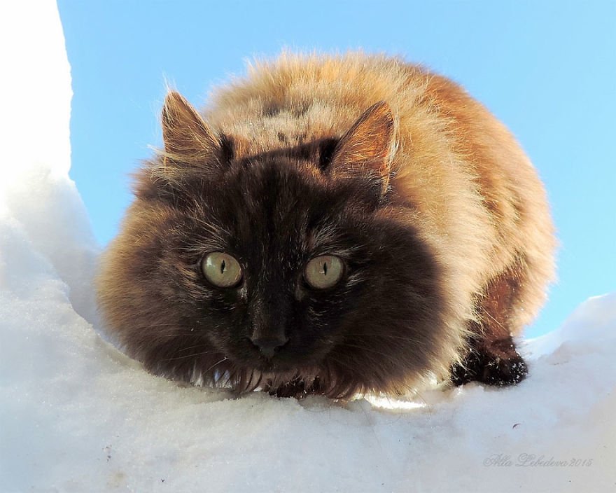 Esta fazenda de gatos siberianos vai mexer com seus sentimentos