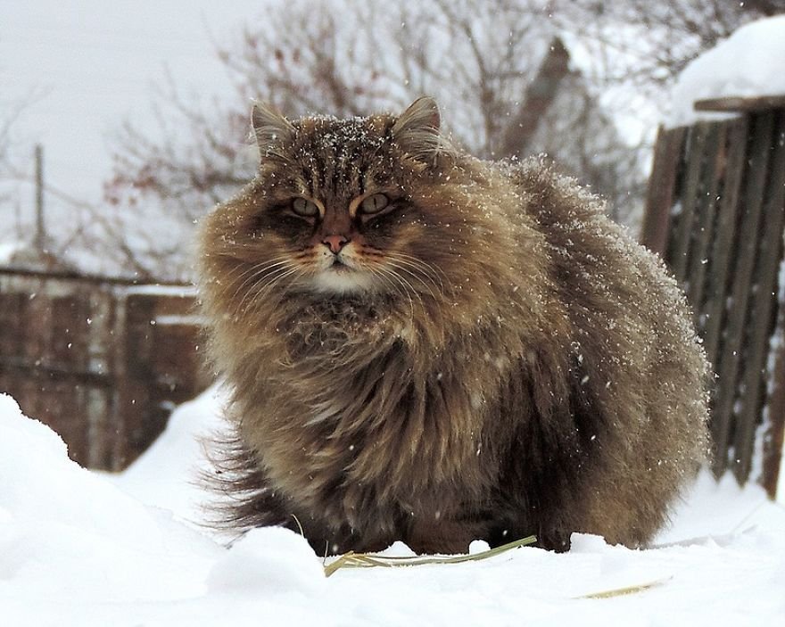 Esta fazenda de gatos siberianos vai mexer com seus sentimentos