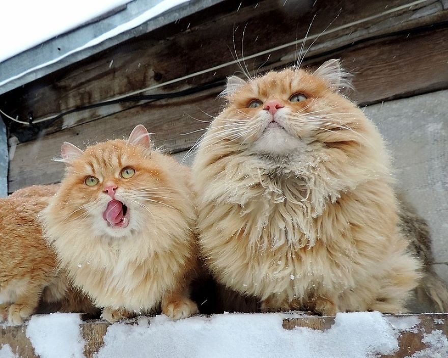 Esta fazenda de gatos siberianos vai mexer com seus sentimentos