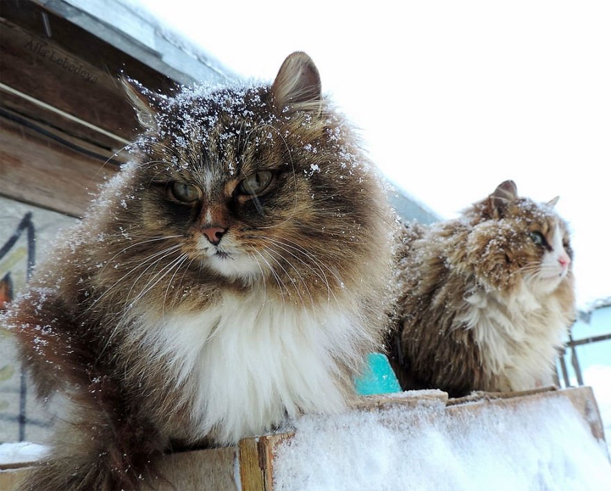 Esta fazenda de gatos siberianos vai mexer com seus sentimentos