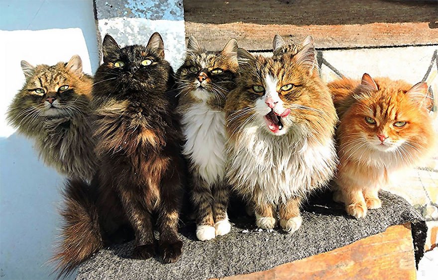 Esta fazenda de gatos siberianos vai mexer com seus sentimentos