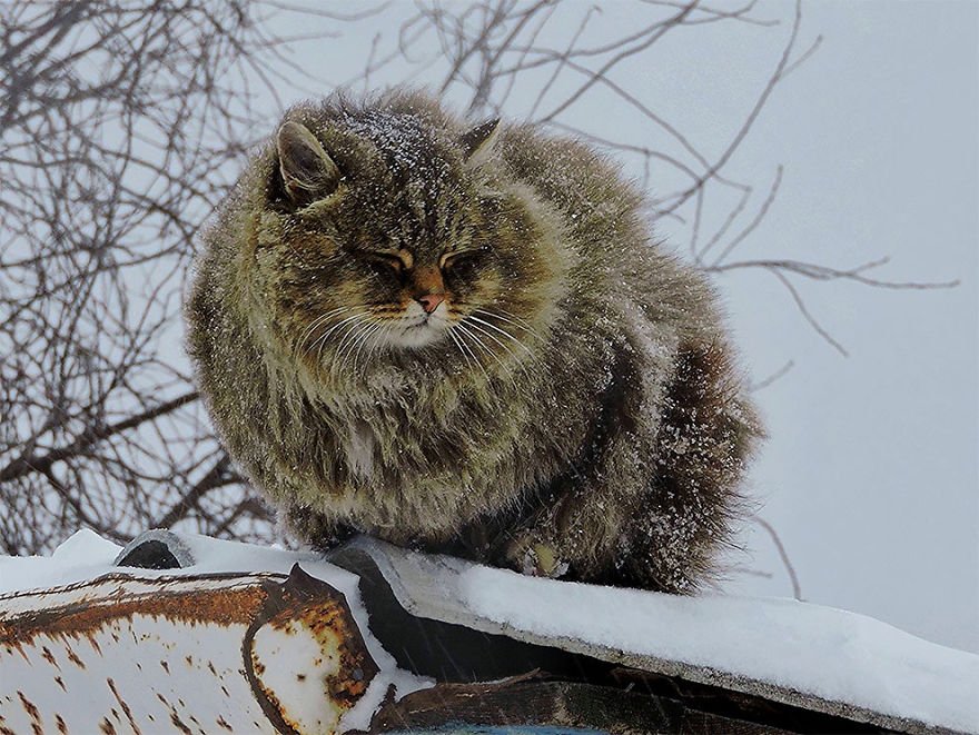 Esta fazenda de gatos siberianos vai mexer com seus sentimentos