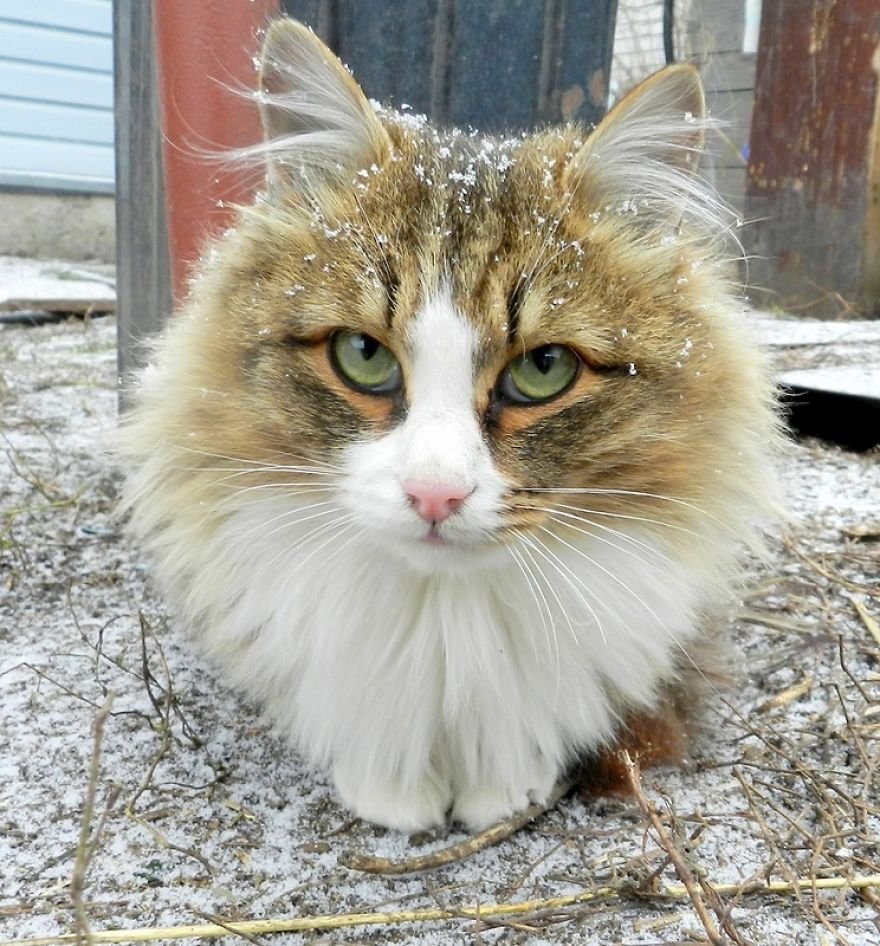 Esta fazenda de gatos siberianos vai mexer com seus sentimentos