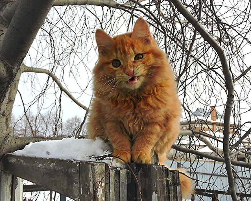 Esta fazenda de gatos siberianos vai mexer com seus sentimentos
