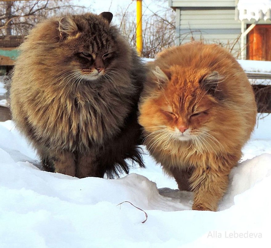 Esta fazenda de gatos siberianos vai mexer com seus sentimentos