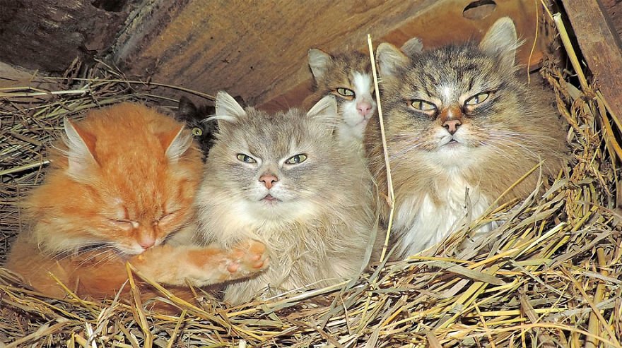 Esta fazenda de gatos siberianos vai mexer com seus sentimentos