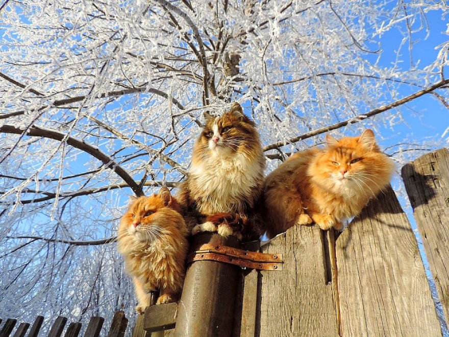 Esta fazenda de gatos siberianos vai mexer com seus sentimentos