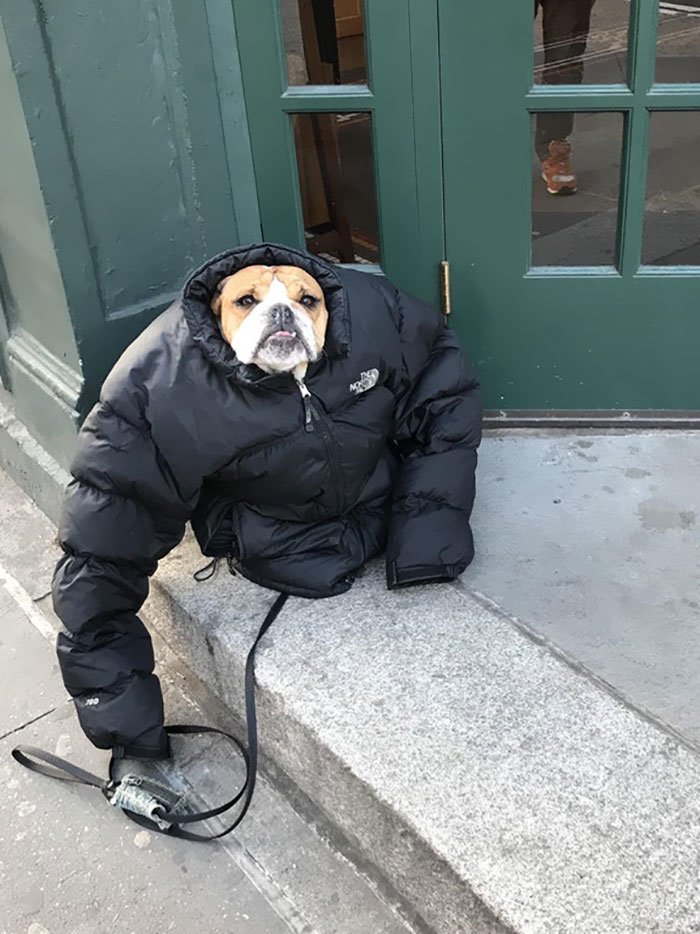 Cachorro com frio