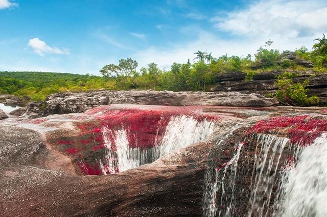 Por que este rio na Colômbia está sendo considerado o mais belo do mundo?