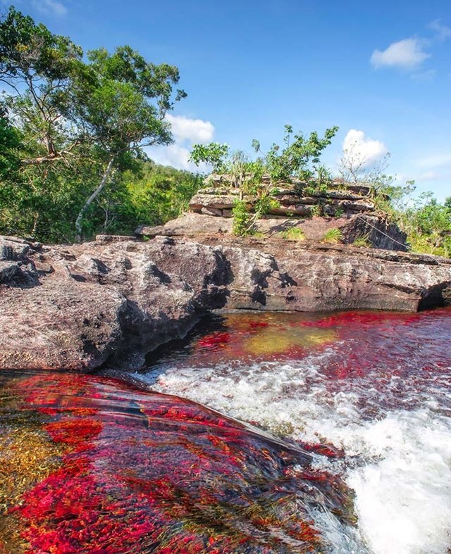 Por que este rio na Colômbia está sendo considerado o mais belo do mundo?