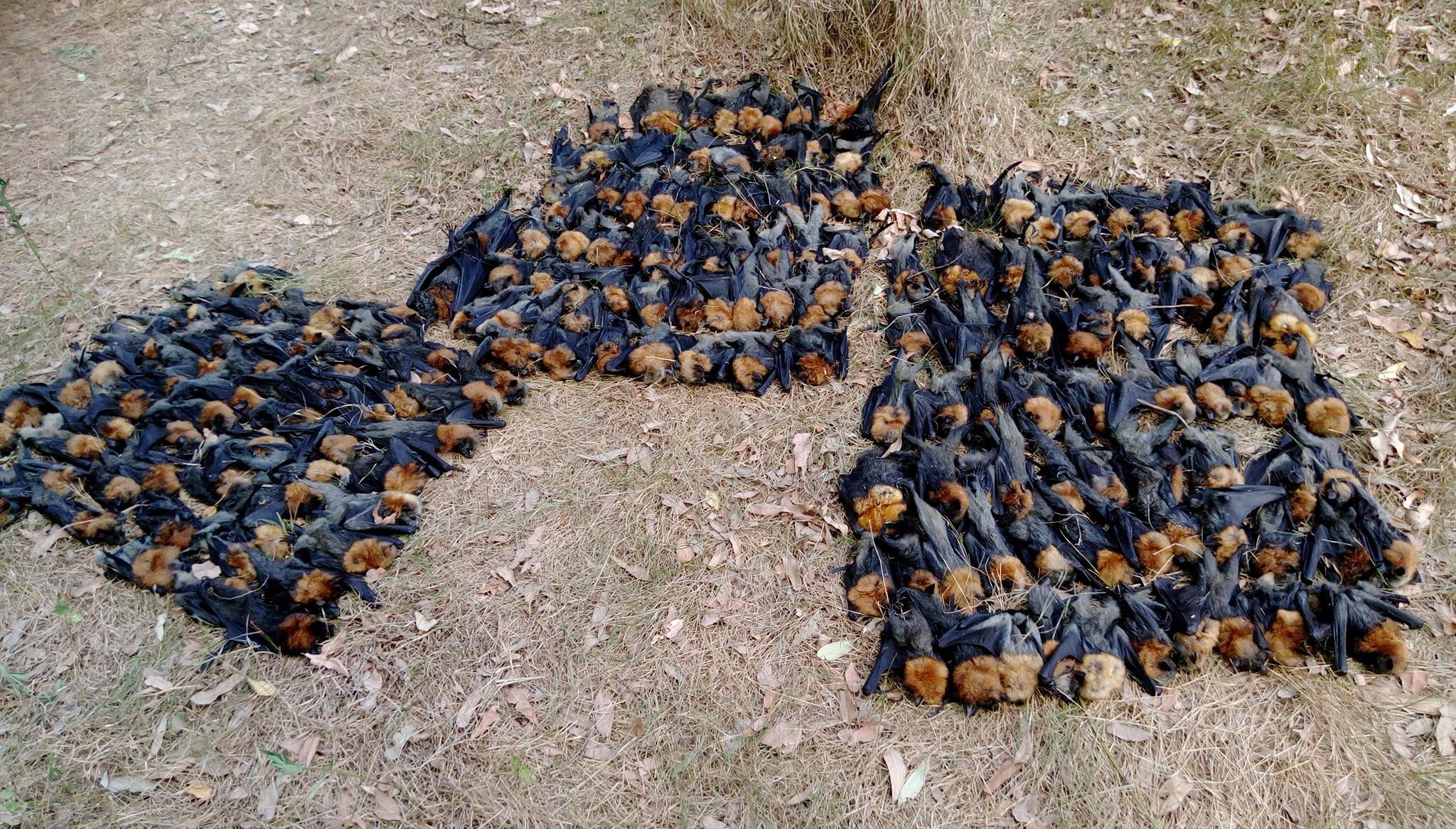 Morcegos mortos na Austrália