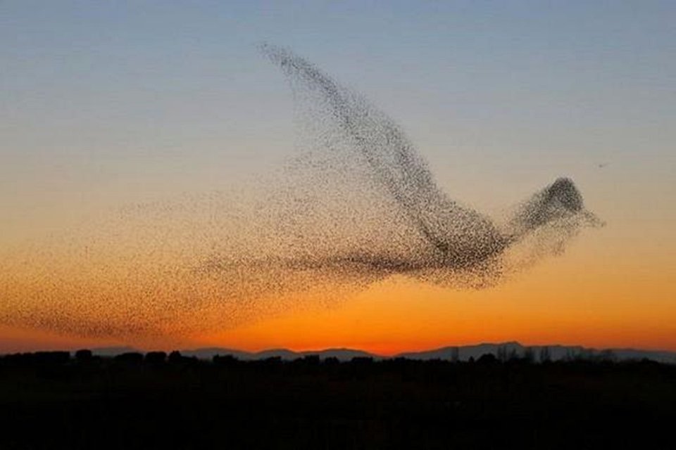 Fotógrafo captura revoada de pássaros e só depois percebe o que registrou -  Mega Curioso