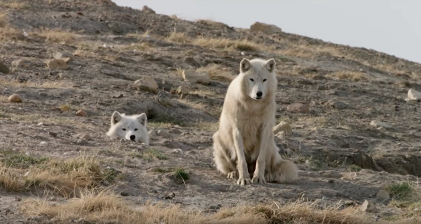 Lobos do ártico