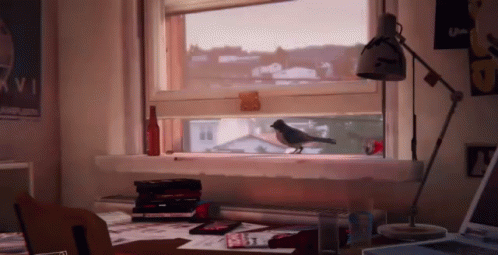 pássaro na janela