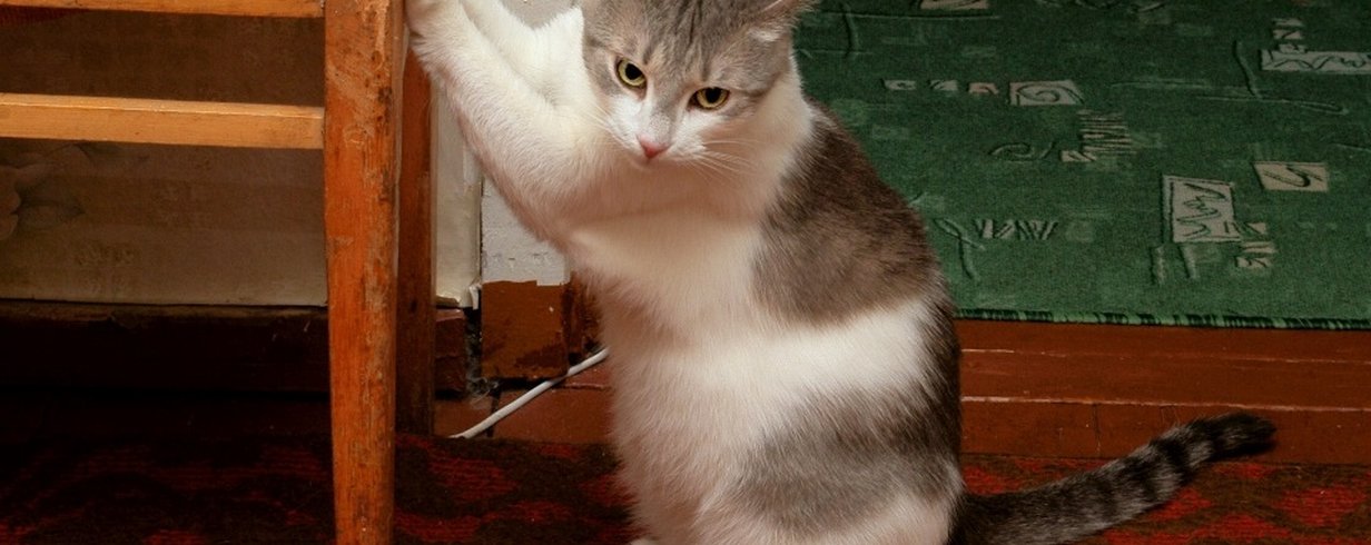 thumb-image-2024-02-29T14:02:58.166Z