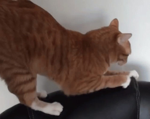 gato arranhando sofá