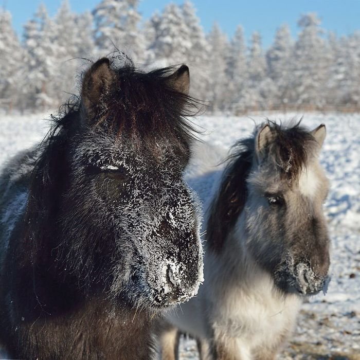 Veja o vilarejo mais frio do mundo, com temperaturas que chegam a – 62º C