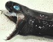 thumb-image-2024-02-29T14:02:58.357Z
