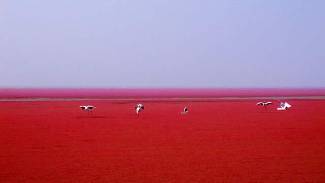 Este lugar na China está fazendo o maior sucesso por causa da sua cor