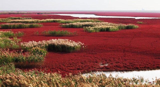 Este lugar na China está fazendo o maior sucesso por causa da sua cor