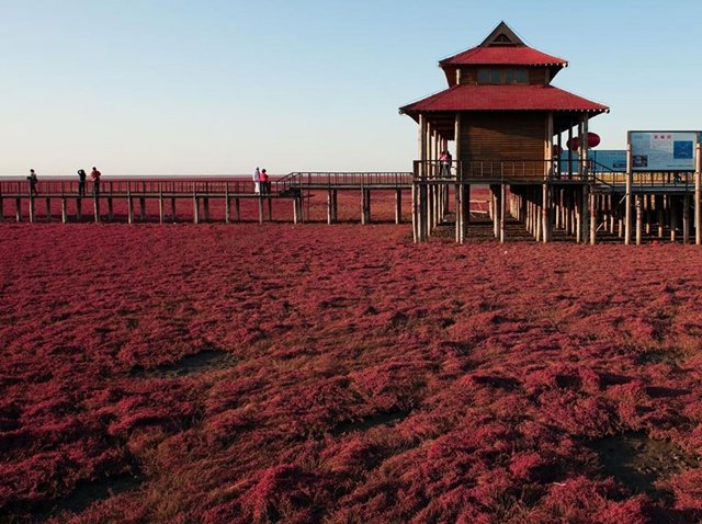 Este lugar na China está fazendo o maior sucesso por causa da sua cor