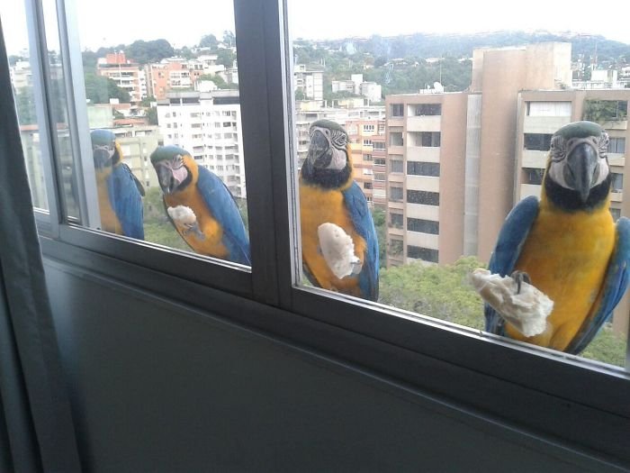 animais na janela