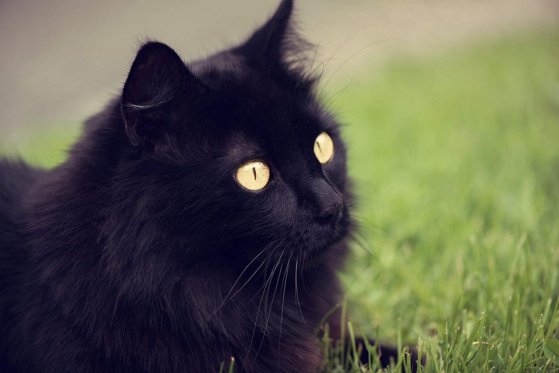 Belíssimo gato preto