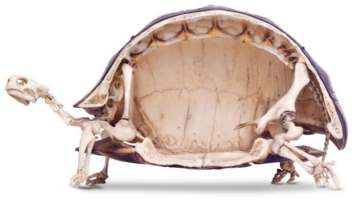 Esqueleto de tartaruga