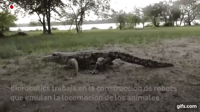 Crocodilo robótico