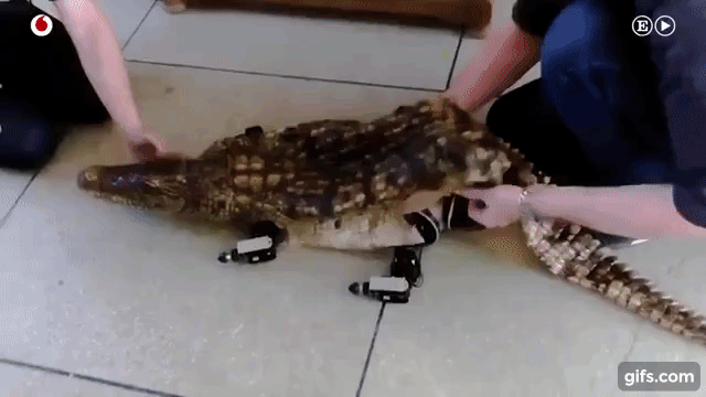 Crocodilo robótico