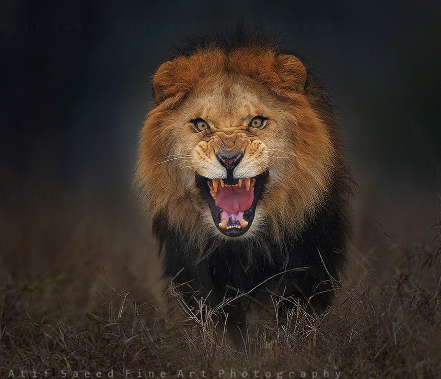 Leão feroz