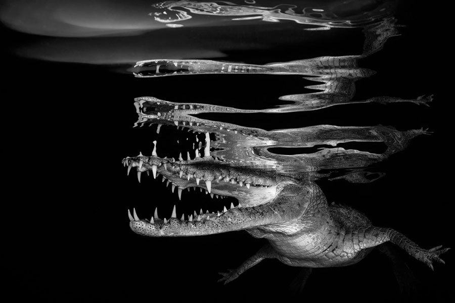 Crocodilo marinho