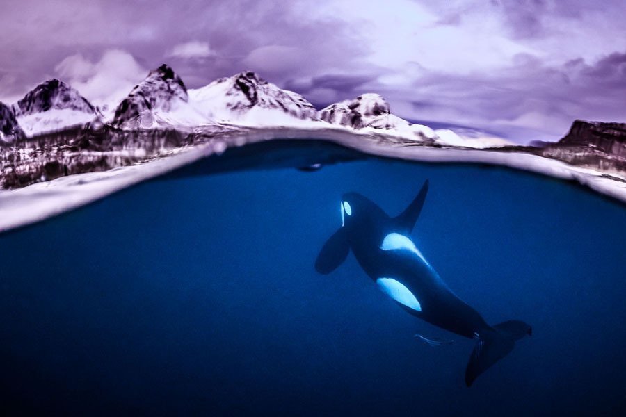Orcas na Noruega