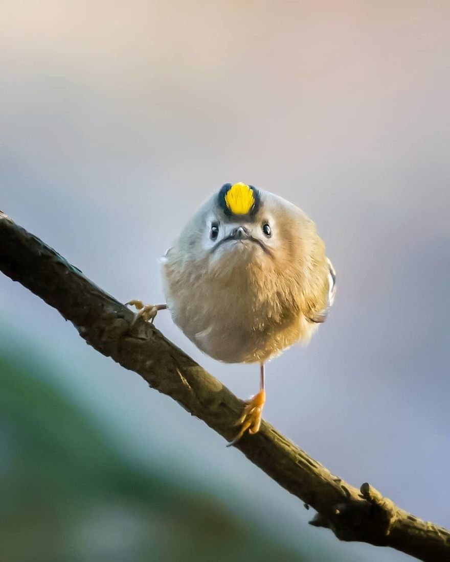 Você precisa ver as fotos destes Angry Birds da vida real