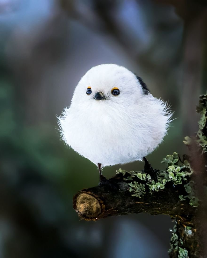 Você precisa ver as fotos destes Angry Birds da vida real